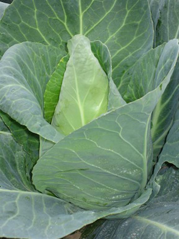 Heirloom SPRING CABBAGE EARLY JERSEY WAKEFIELD 1...